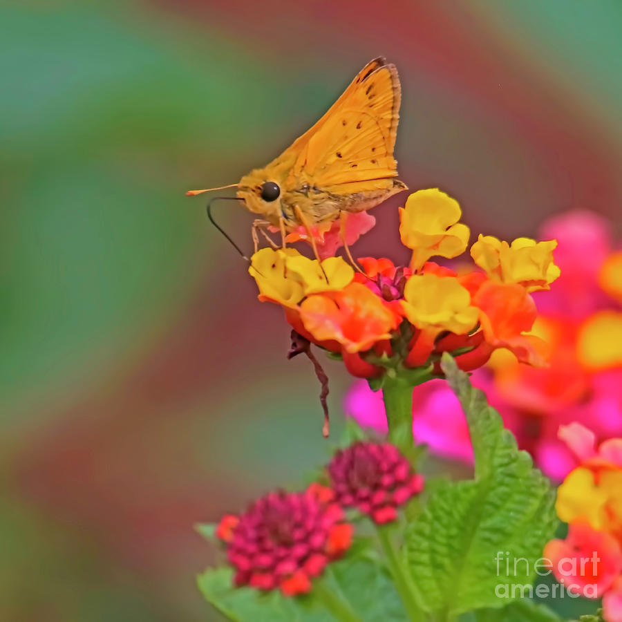 Butterfly Photograph - Moth #2 by Edita De Lima