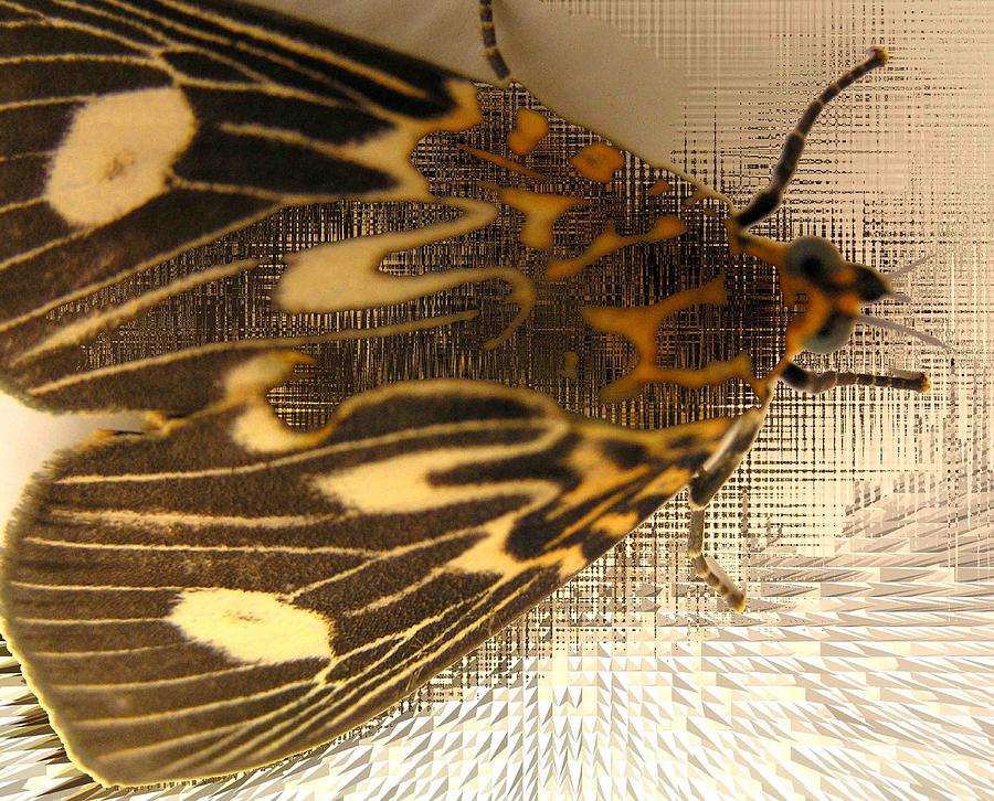 Moth Photograph - Moth Albom 2 by Evguenia Men