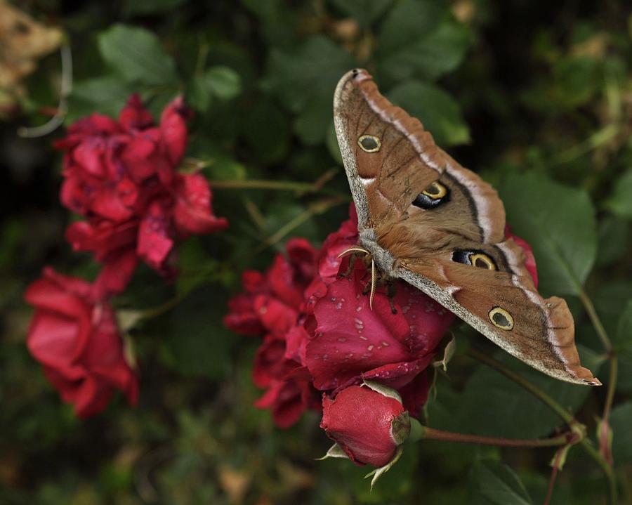 Moth Amidst the Roses  Photograph by Charles Lucas