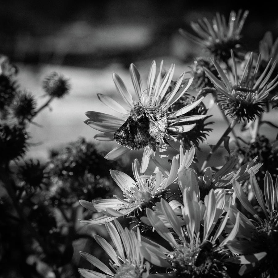 Moth Photograph - Moth and Flowers by Trance Blackman Moth Photograph - Moth and Flowers by Trance Blackman