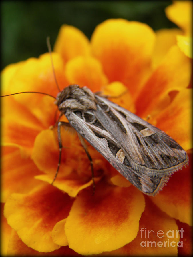 Nature Photograph - Moth and Marigold by Emily Kelley