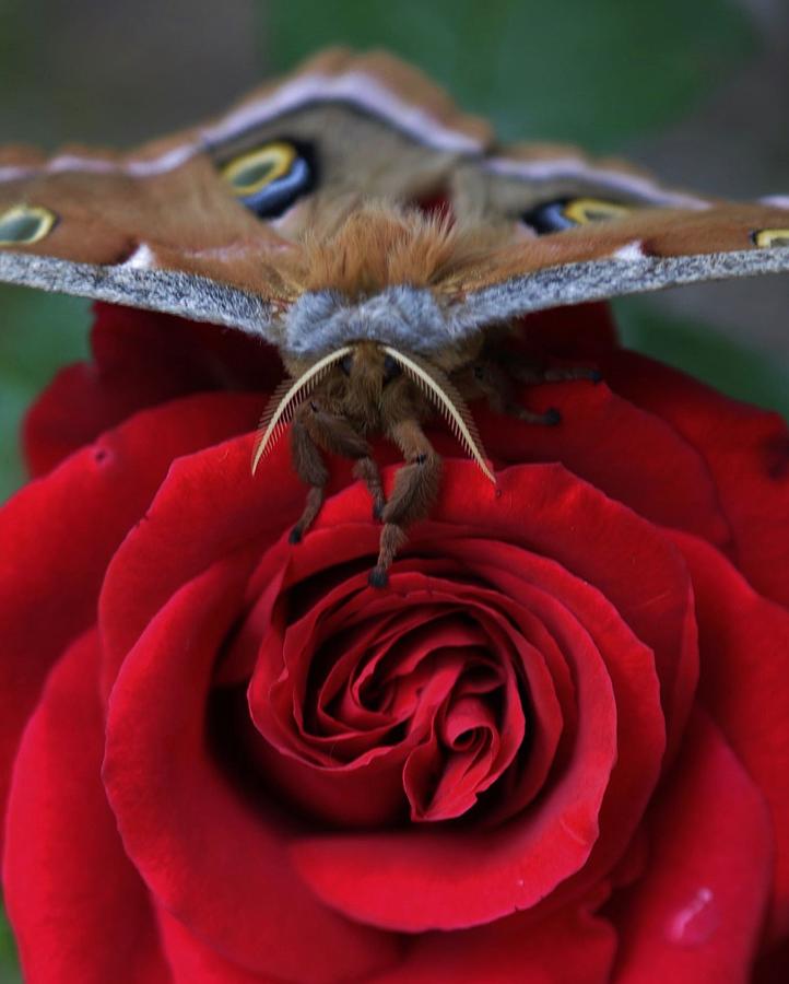 Moth and the Rose Photograph by Charles Lucas