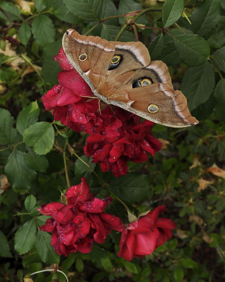Moth and the Roses  Photograph by Charles Lucas