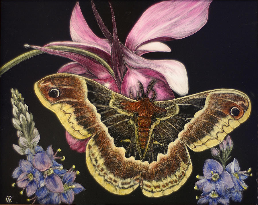 Moth Painting by Angie Cockle