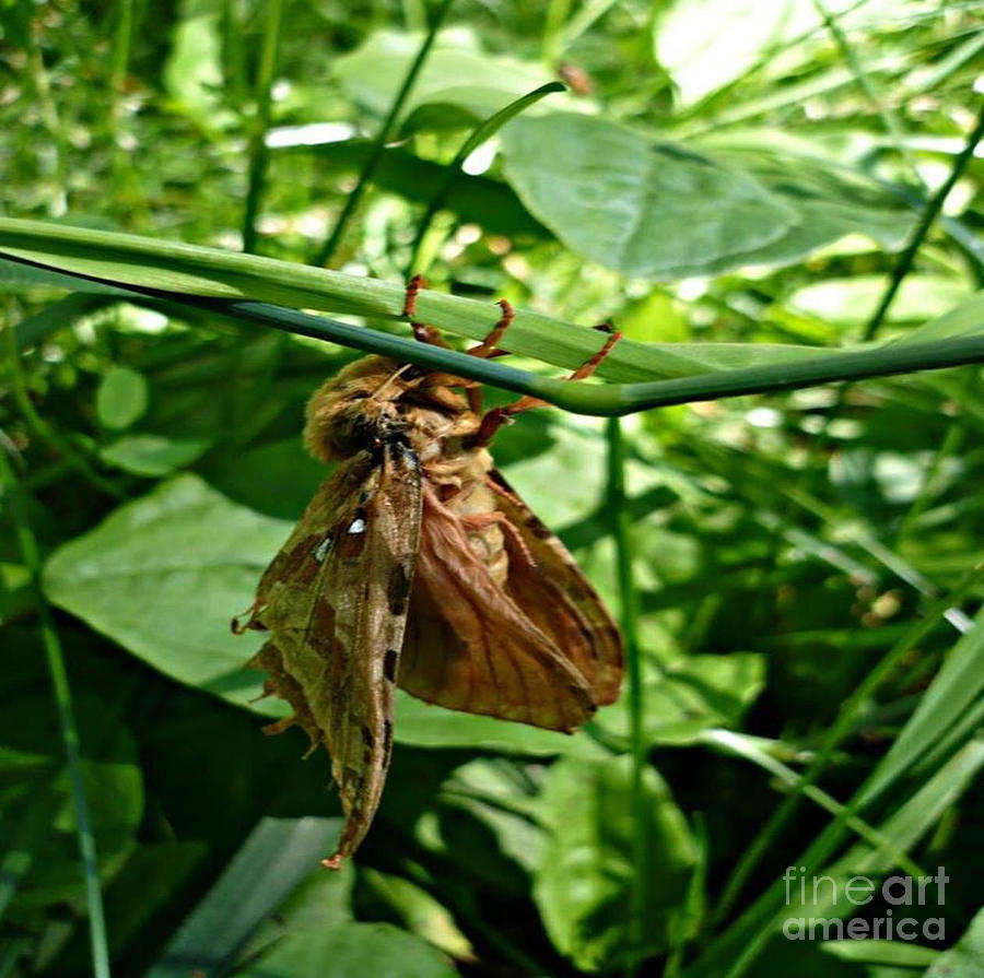 Moth at Rest Photograph by REA Gallery