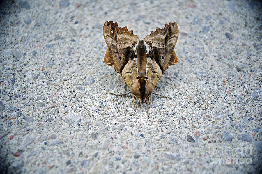 Insects Photograph - Moth by Elaine Mikkelstrup