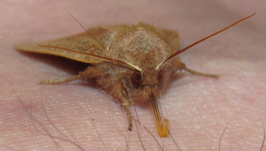 Moth Lick Photograph by Joshua Bales