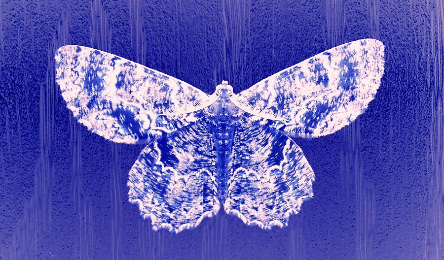 Moth MAN Photograph by Morgan Carter