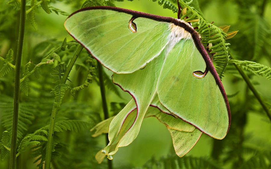 Spring Digital Art - Moth by Maye Loeser