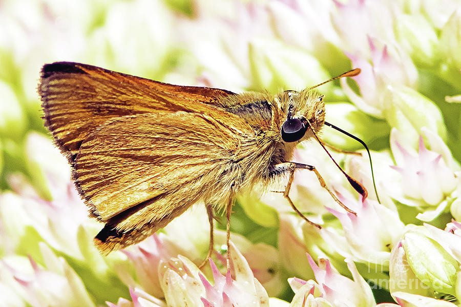 Moth Mouth Photograph by Marland Howard - Fine Art America