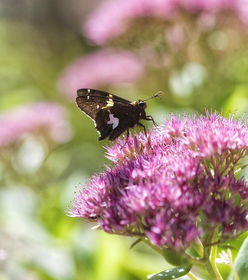 Nature Photograph - Moth by Nikki Watson    McInnes