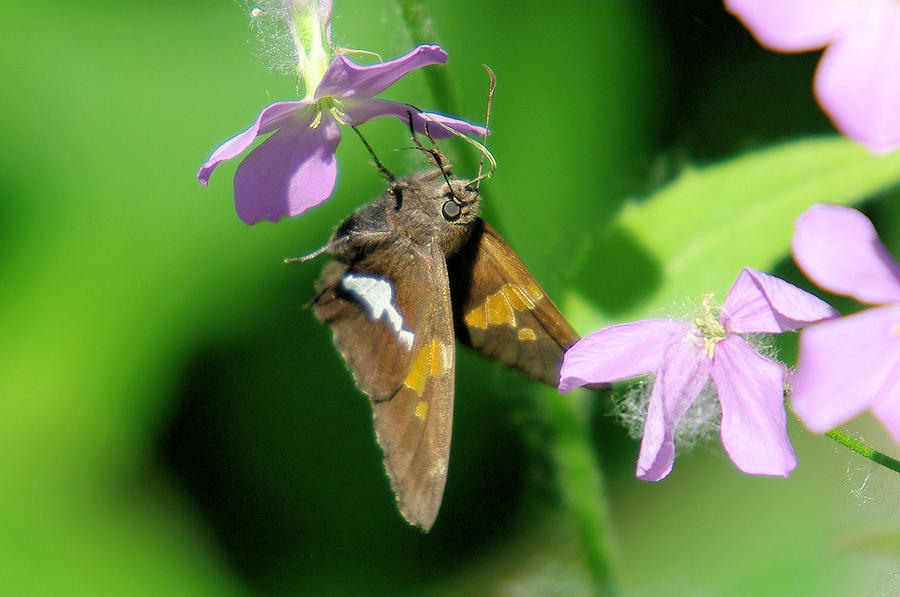 Moth On A Flower Photograph by Jeff Swan - Fine Art America