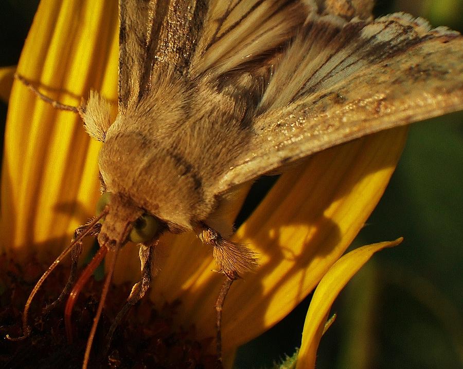 Moth On A Sunflower Photograph By Greg Rud   Moth On A Sunflower Greg Rud 