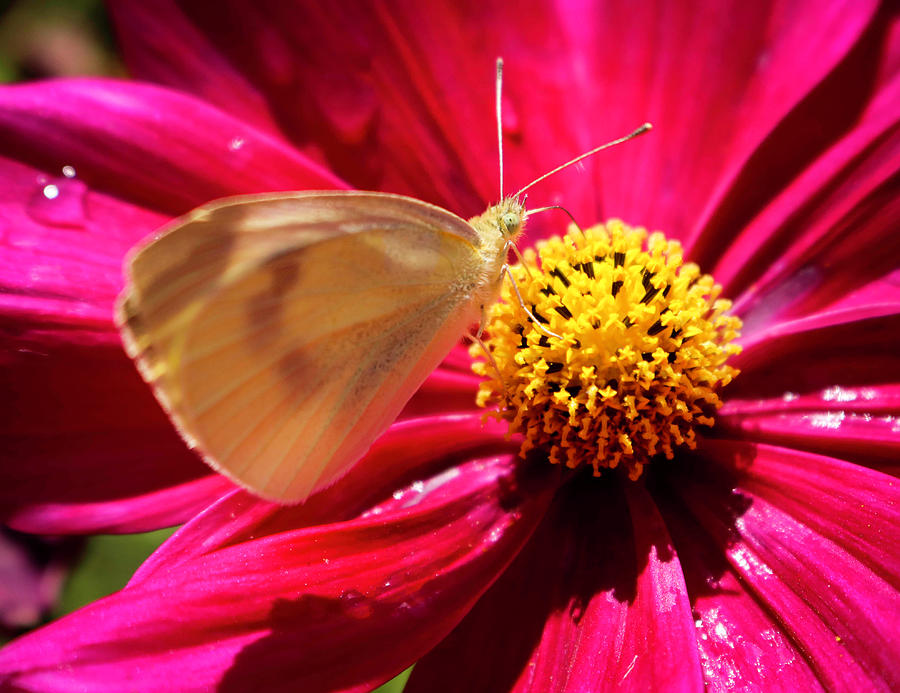 Moth on flower Photograph by Dr Janine Williams