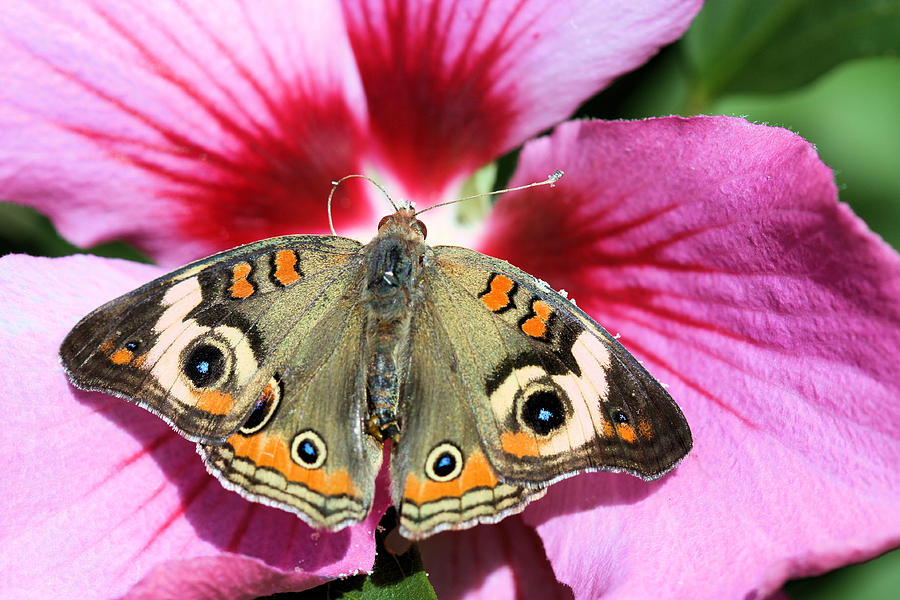Buckeye Butterfly on Hibiscus Photograph by Kristin Elmquist