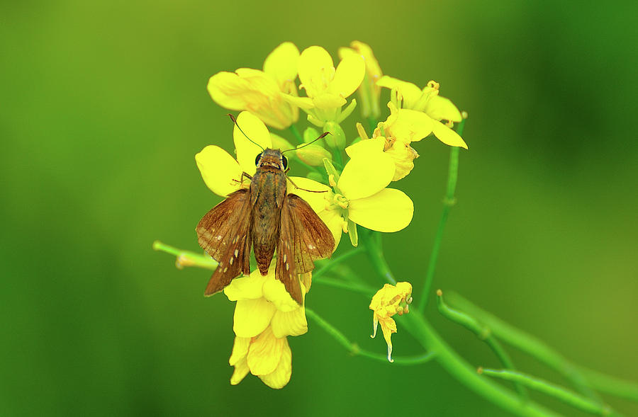 Moth On Mustard Flower Photograph