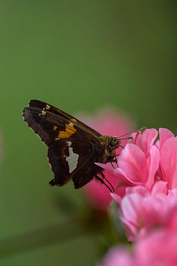 Moth On Pink Azalea Flowers 101520156978 Photograph