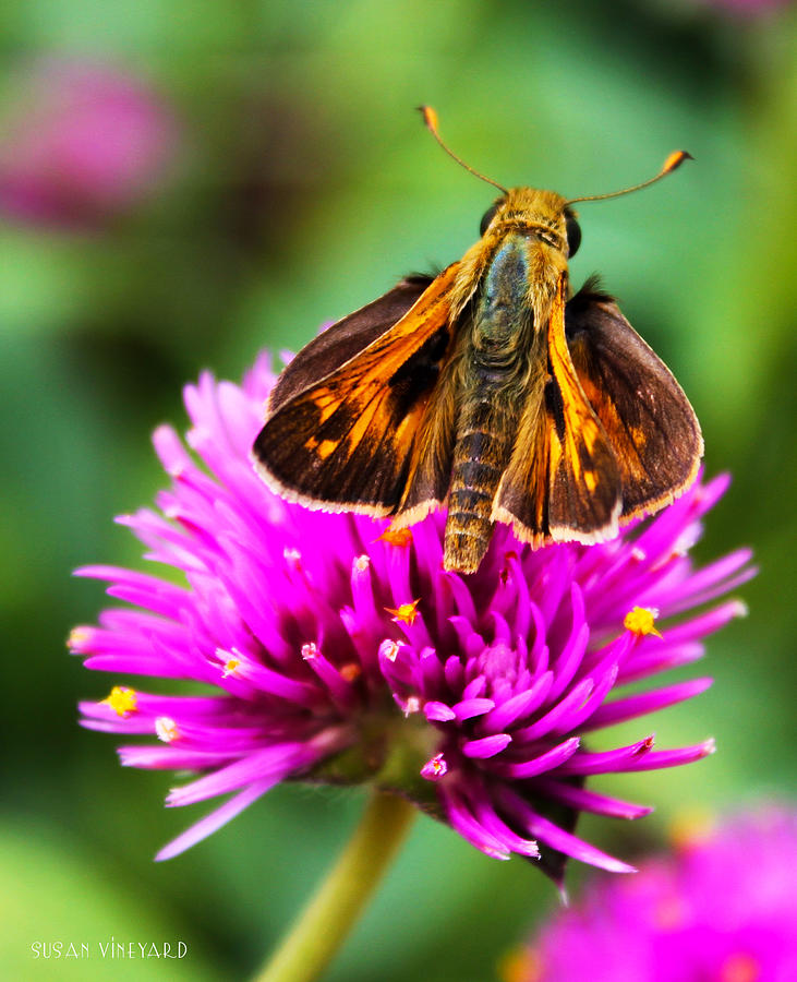 Moth on Purple Flower Photograph by Susan Vineyard