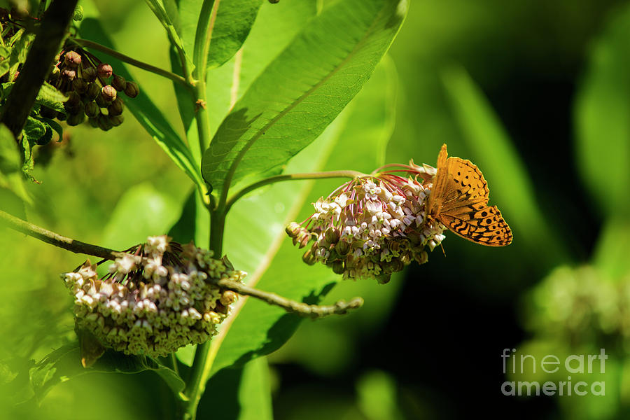 Moth On The Milkweed Photograph