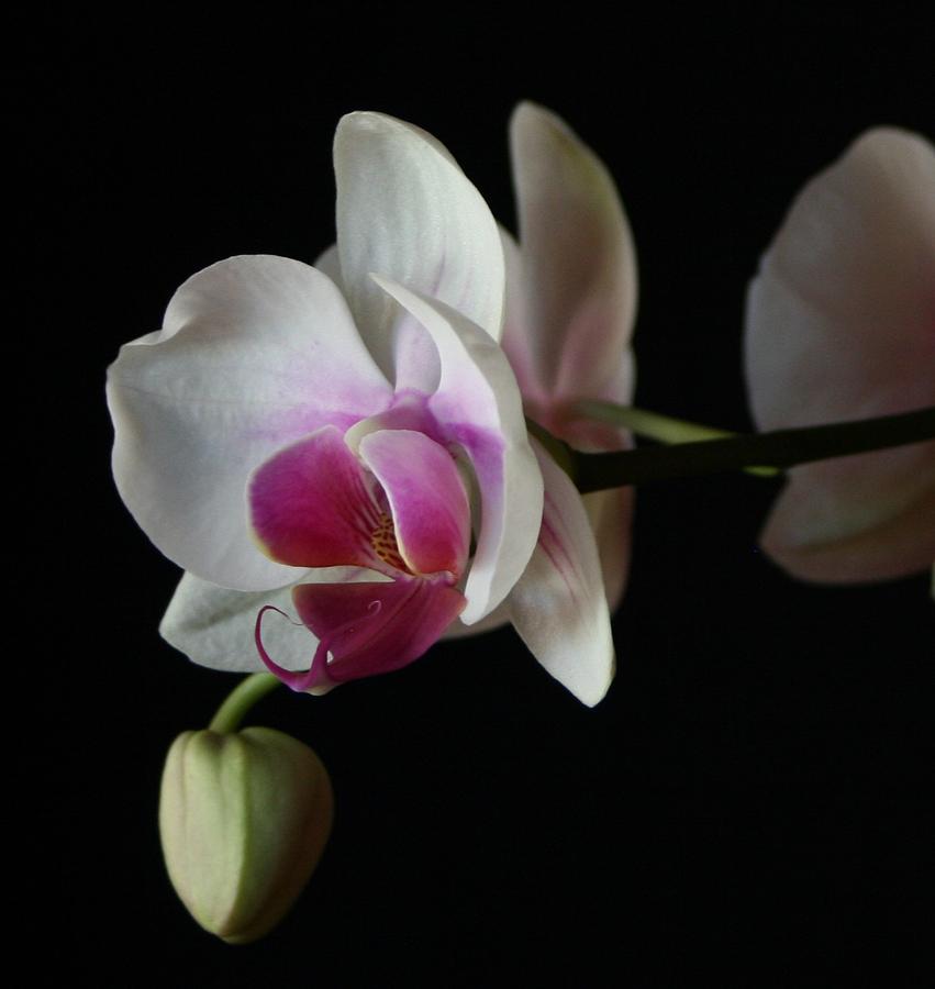 Moth Orchid 1 Photograph by Marna Edwards Flavell