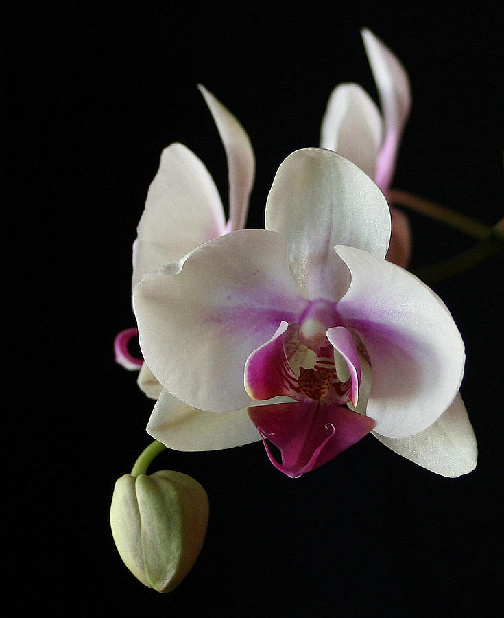 Moth Orchid 2 Photograph by Marna Edwards Flavell