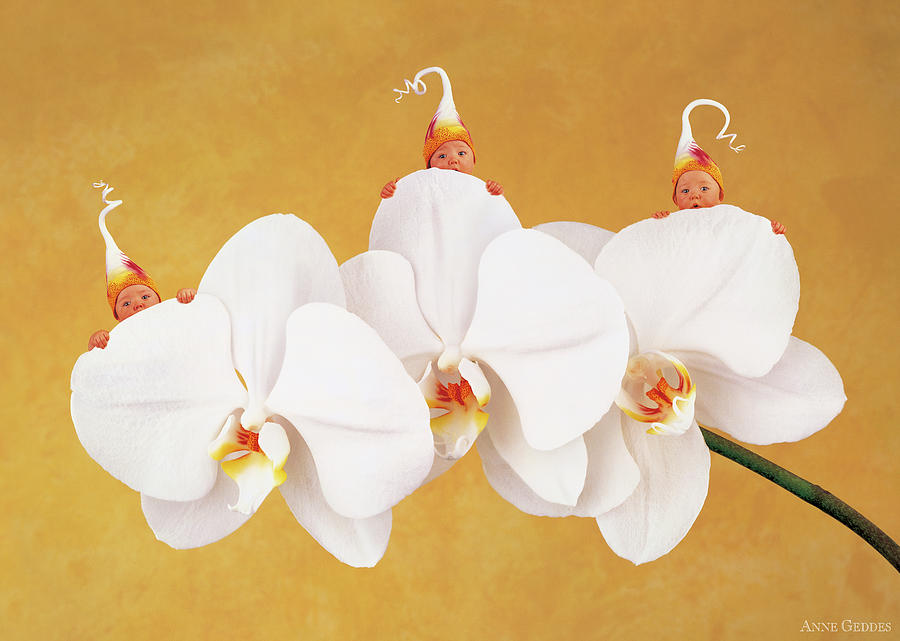 Triplets Photograph - Moth Orchid by Anne Geddes