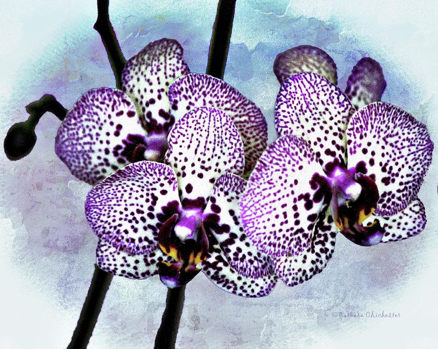Orchid Digital Art - Moth Orchid by Barbara Chichester