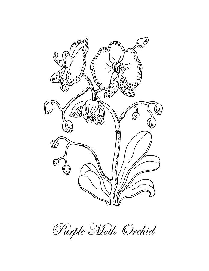 Moth Orchid Botanical Drawing Black And White Drawing by Irina Sztukowski