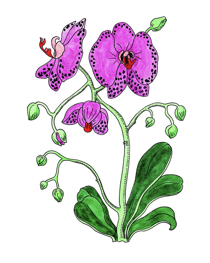 Orchid Painting - Moth Orchid Botanical Watercolor  by Irina Sztukowski