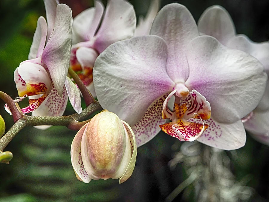 Moth Orchid Photograph by C H Apperson