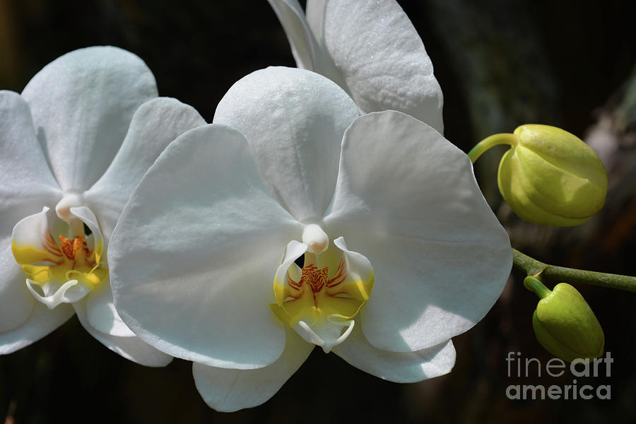 Flower Photograph - Moth Orchid by Josie Elias Flower Photograph - Moth Orchid by Josie Elias