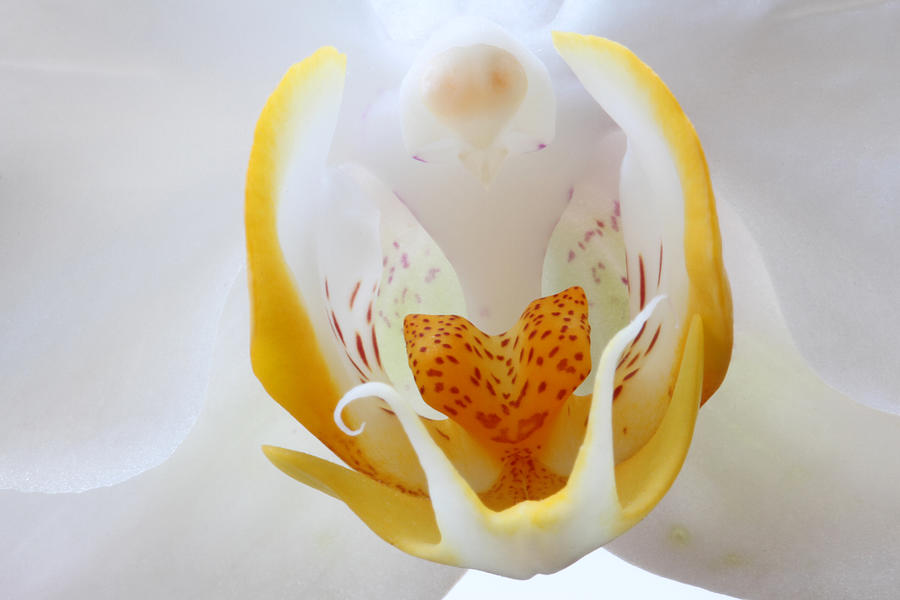 Orchid Photograph - Moth Orchid by Juergen Roth