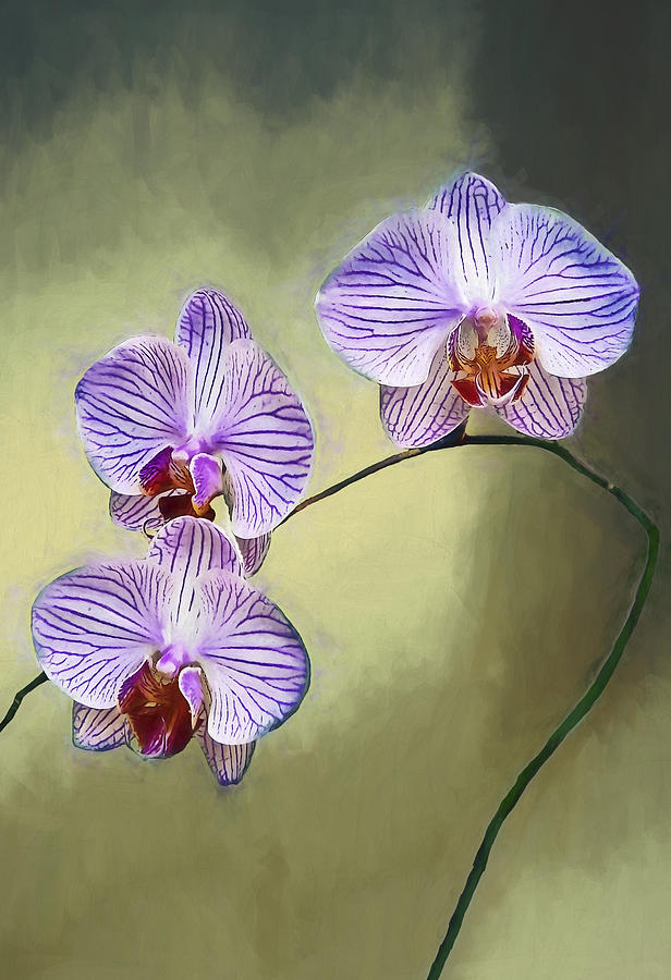 Nature Photograph - Moth Orchid by Marcia Colelli