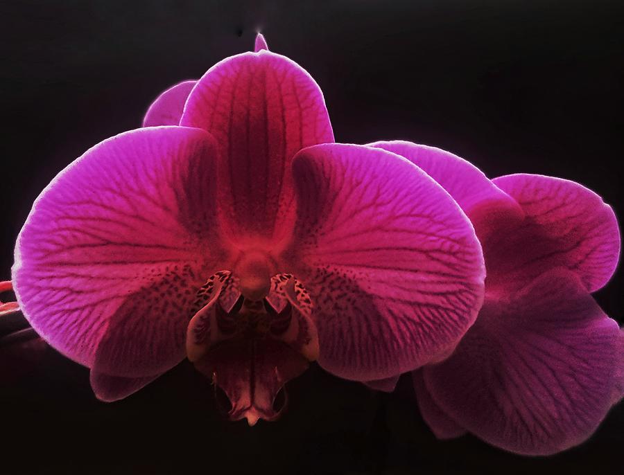 Moth Orchid Photograph by Nadia Seme