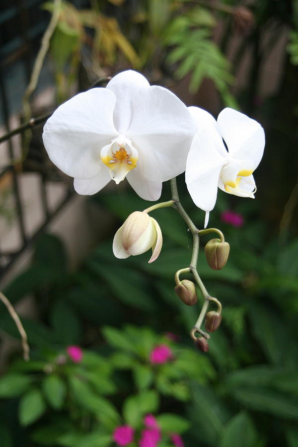 Moth Orchids Photograph by Alice Terrill