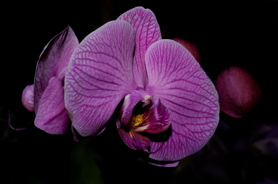 Moth Orchids  Digital Art by Carol Ailles