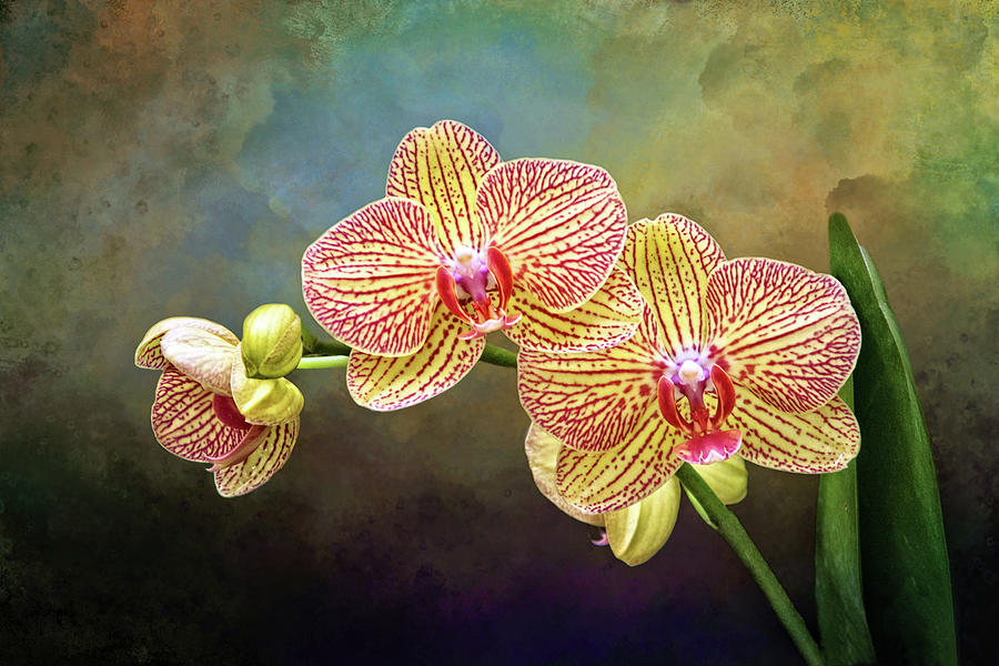 Moth Orchids Photograph by Carolyn Derstine