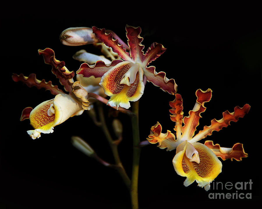 Moth Orchids Photograph by Judi Bagwell