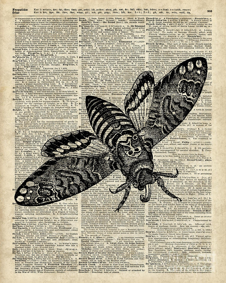 Vintage Digital Art - Moth over Dictionary Page by Anna W