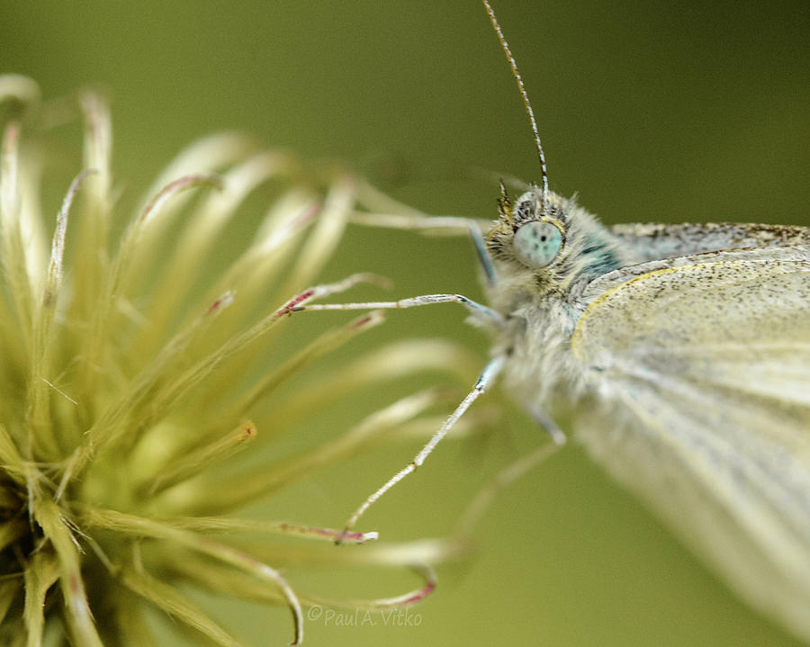 Moth.... Photograph by Paul Vitko