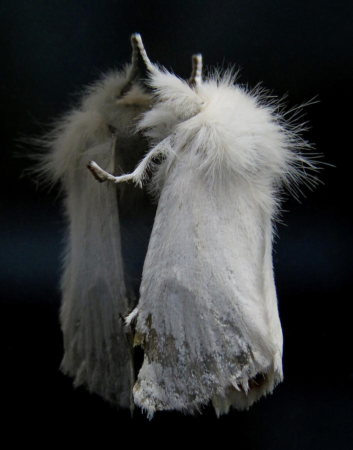 Wildlife Photograph - Moth Reflection by John Topman