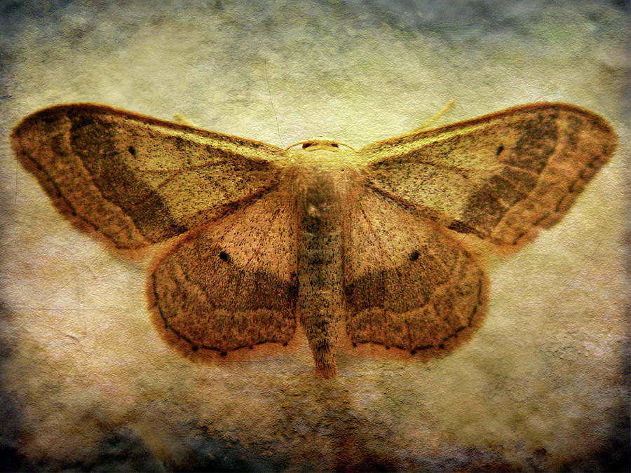 Moth Photograph by Roberto Alamino