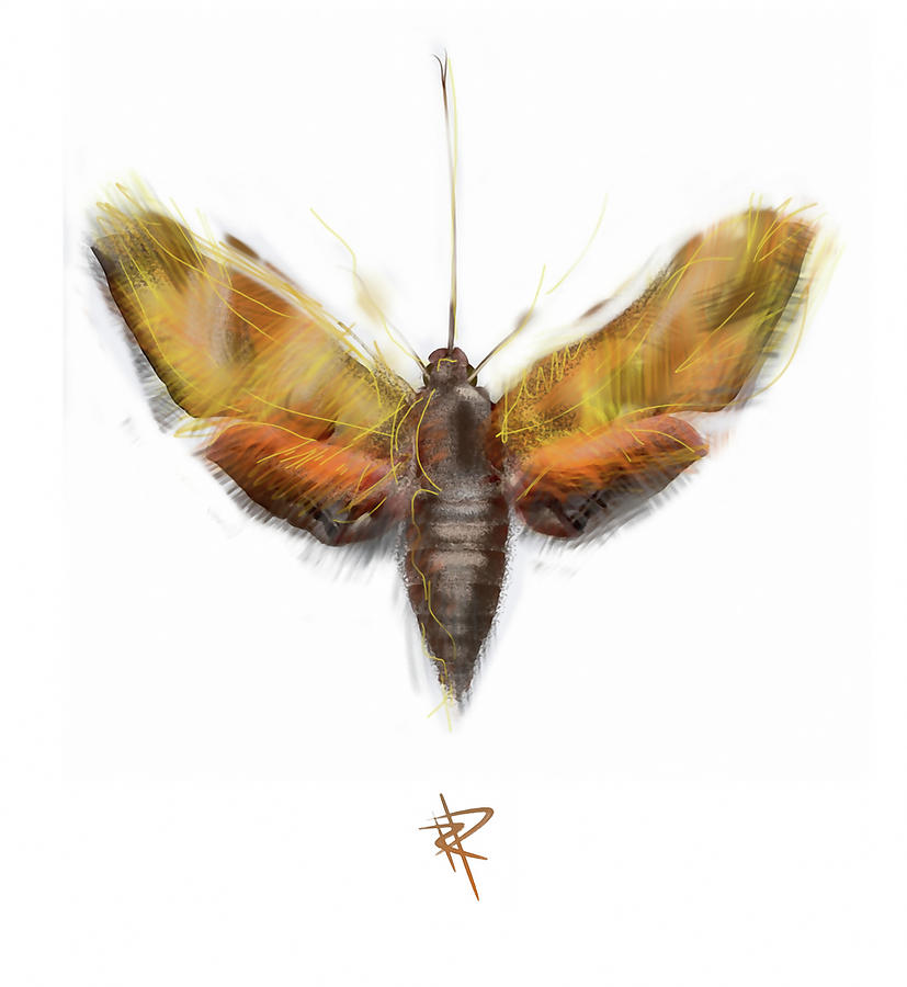 Moth Digital Art by Russell Pierce