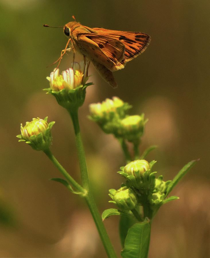 Moth sitting on yellow flower by Vincent Billotto Moth sitting on yellow flower by Vincent Billotto
