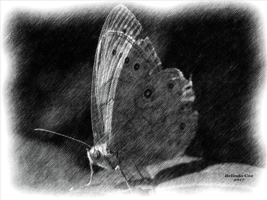 Moth Sketch Digital Art