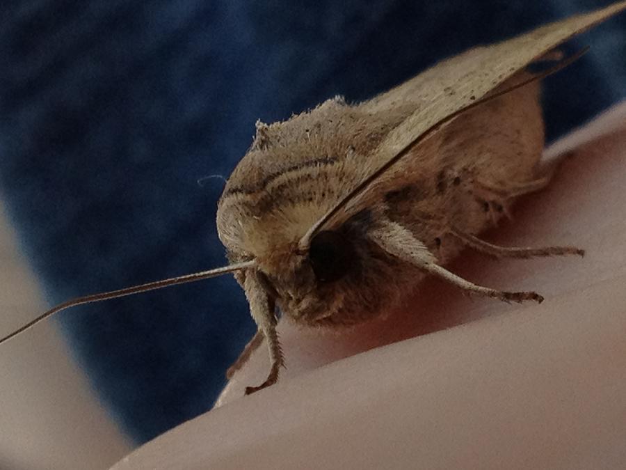 Nature Photograph - Moth Visit by Iris Newman