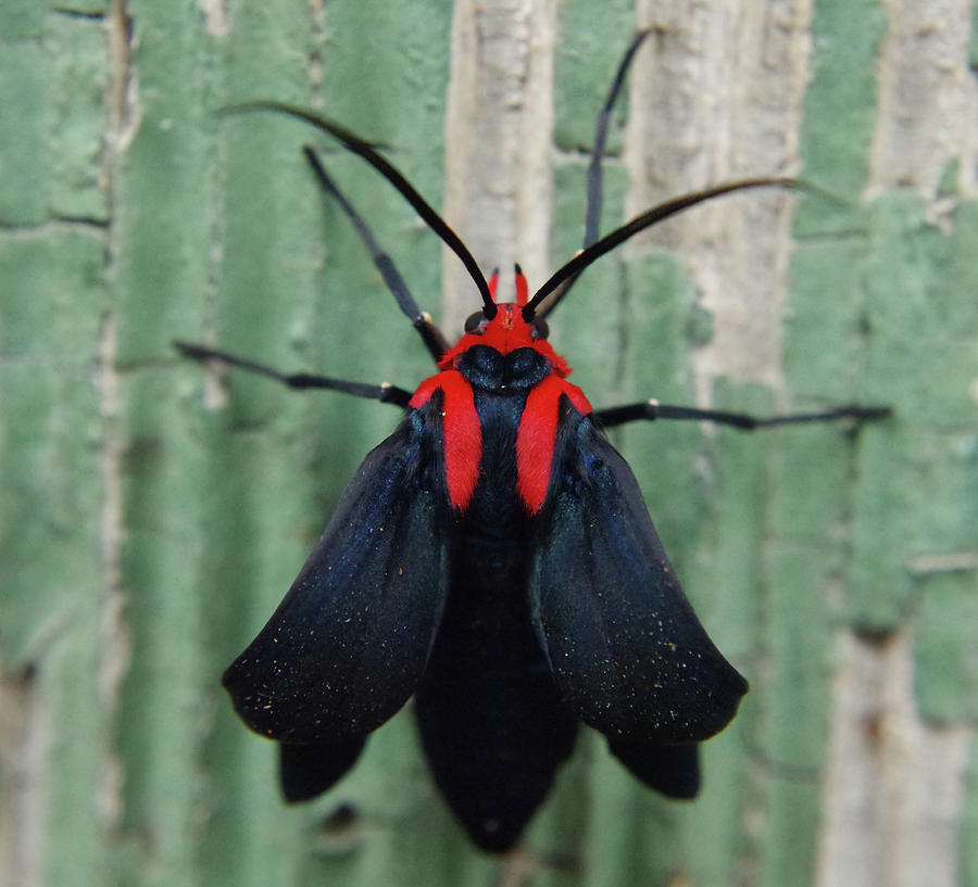 Moth Wearing Red Stole Photograph by Adria Trail