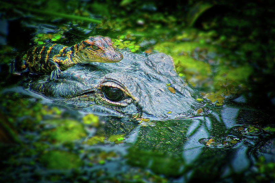 Mother Alligator With Baby Photograph by Mark Andrew Thomas