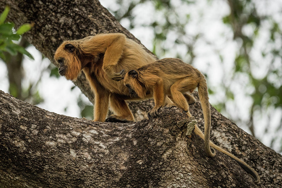 Nature Photograph - Mother and baby black howler monkeys climbing by Ndp 