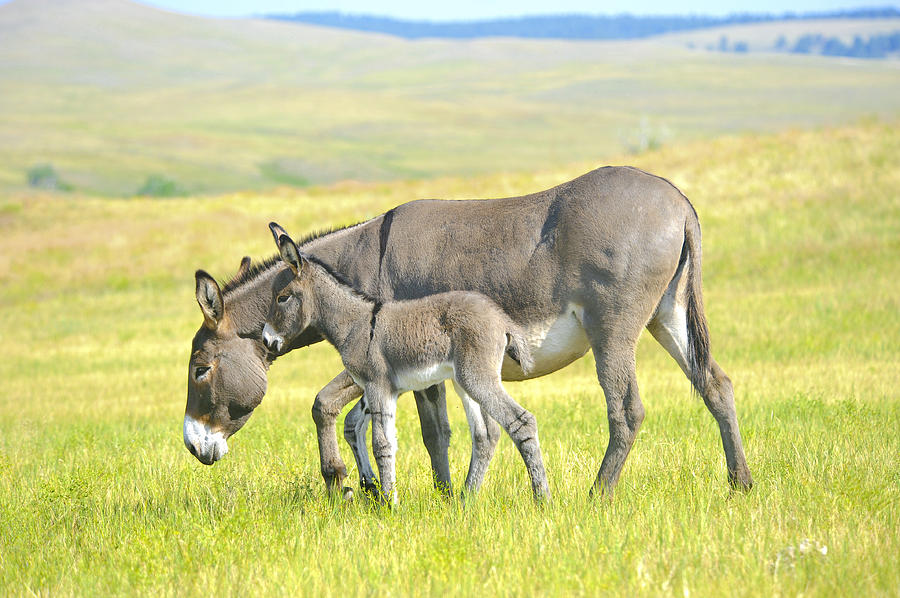 Equus Asinus Photograph - Mother and Baby Burro by Don and Bonnie Fink Equus Asinus Photograph - Mother and Baby Burro by Don and Bonnie Fink